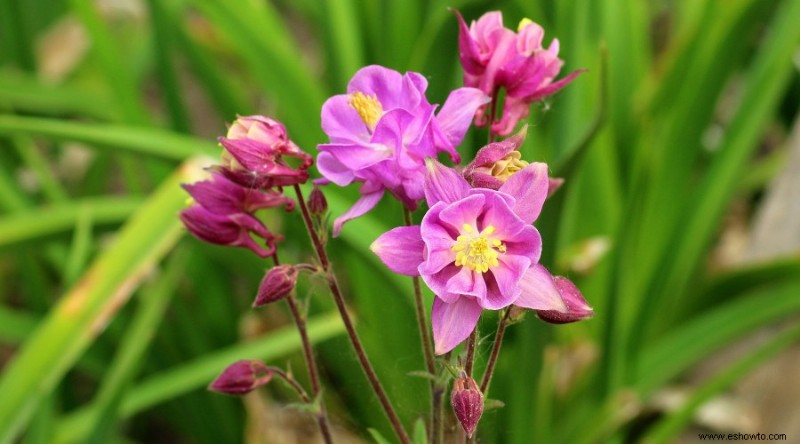 20 de las mejores flores de principios de primavera que debes plantar