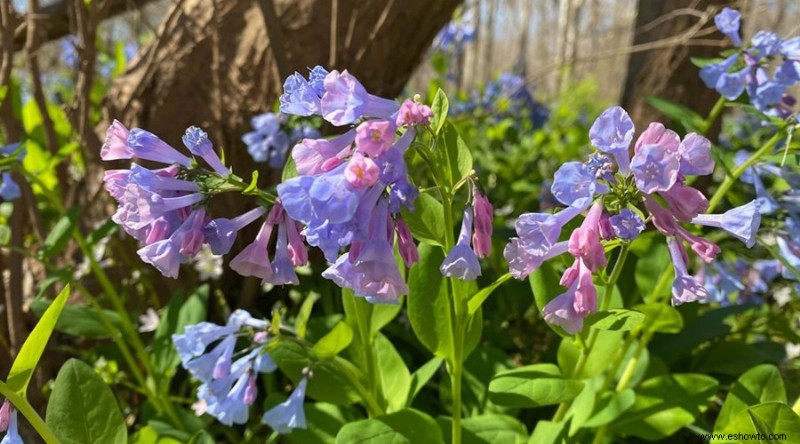 20 de las mejores flores de principios de primavera que debes plantar