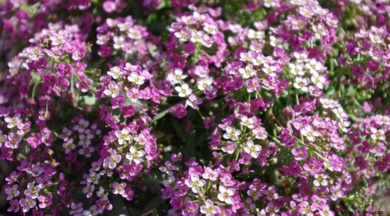 20 de las mejores flores de principios de primavera que debes plantar
