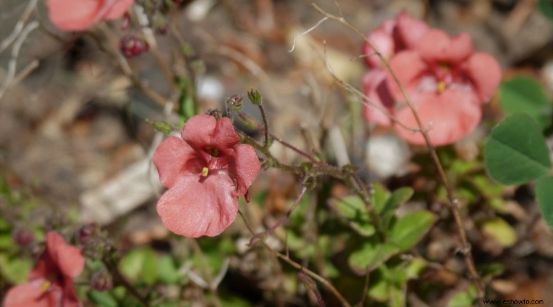 20 de las mejores flores de principios de primavera que debes plantar