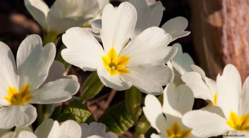 20 de las mejores flores de principios de primavera que debes plantar