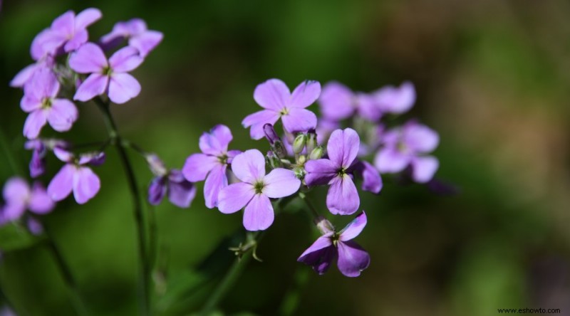 20 de las mejores flores de principios de primavera que debes plantar