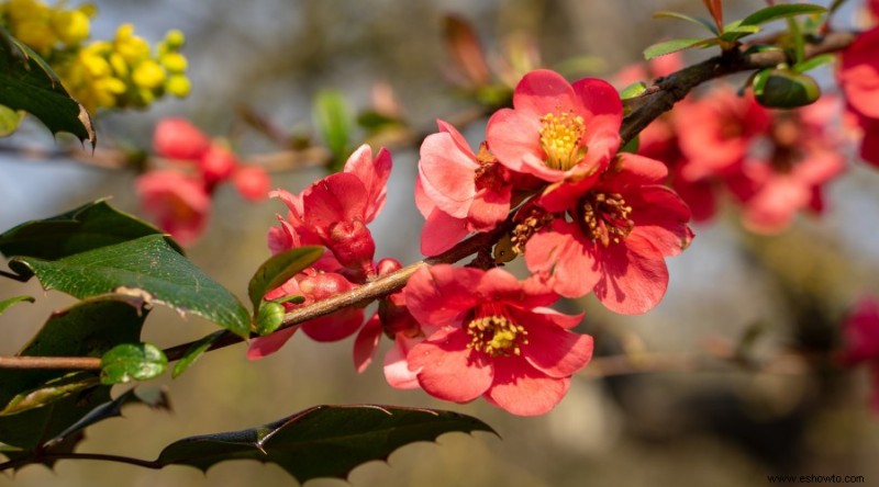 20 de las mejores flores de principios de primavera que debes plantar