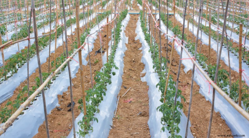 A qué distancia sembrar tomates