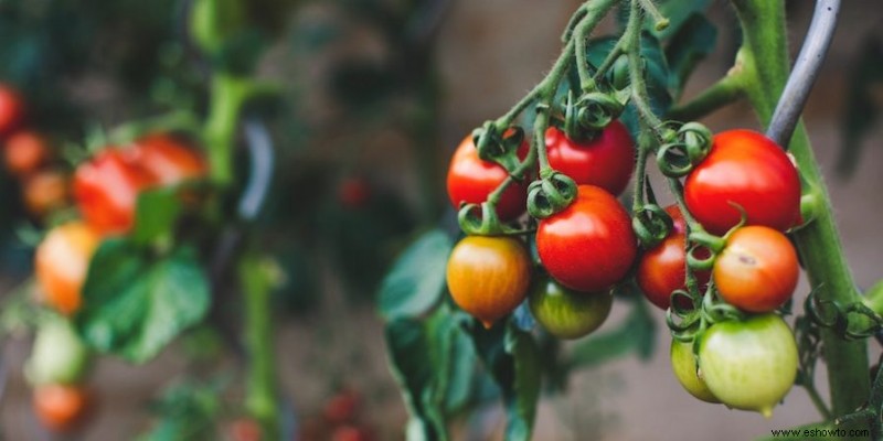 A qué distancia sembrar tomates