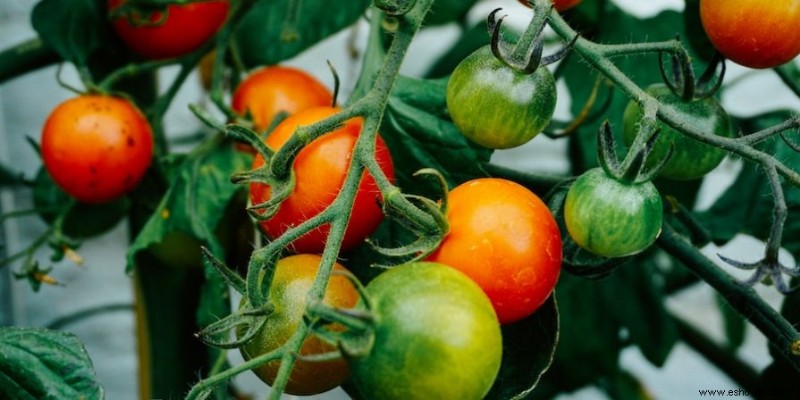 A qué distancia sembrar tomates