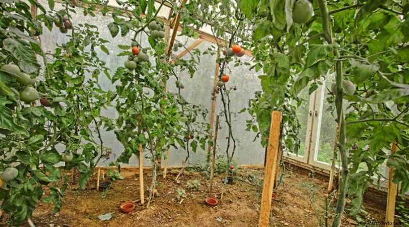 A qué distancia sembrar tomates