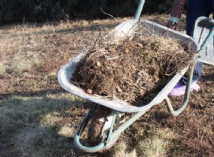 Tareas Esenciales de Jardinería en Primavera: Prepara tu Jardín para el Verano