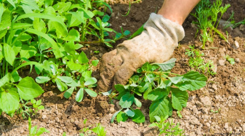 Trabajos de jardinería de primavera para poner su jardín en forma