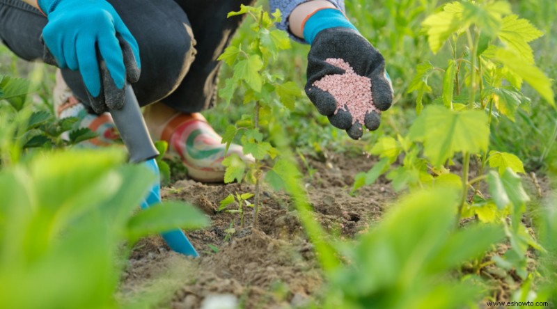 Trabajos de jardinería de primavera para poner su jardín en forma