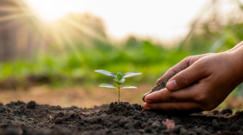 Trabajos de jardinería de primavera para poner su jardín en forma