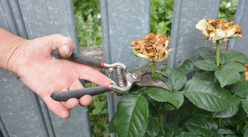 Trabajos de jardinería de primavera para poner su jardín en forma