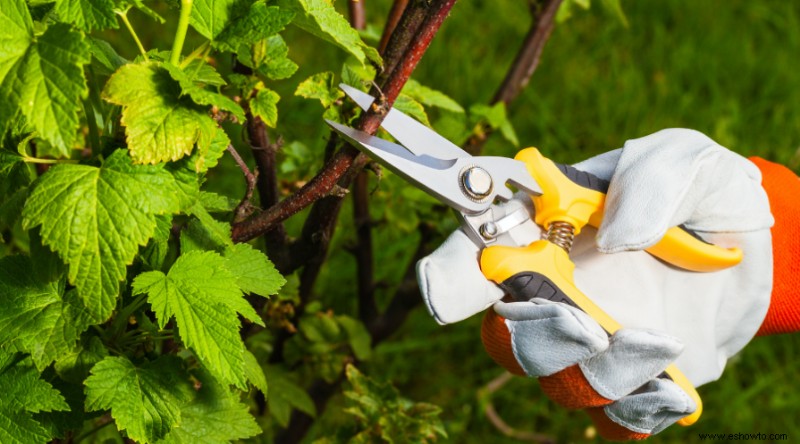 Trabajos de jardinería de primavera para poner su jardín en forma