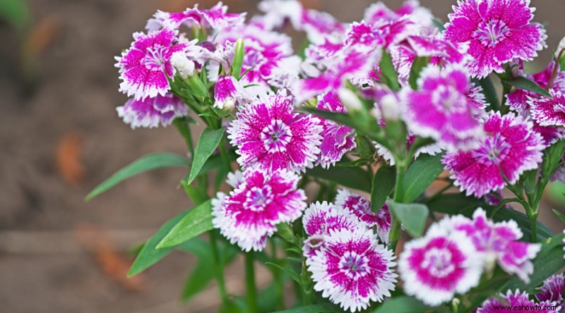 12 plantas aromáticas de exterior que harán que tu jardín huela increíble
