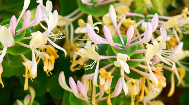 12 plantas aromáticas de exterior que harán que tu jardín huela increíble