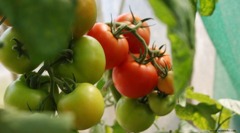 ¿Por qué los extremos de mis tomates se mantienen verdes?