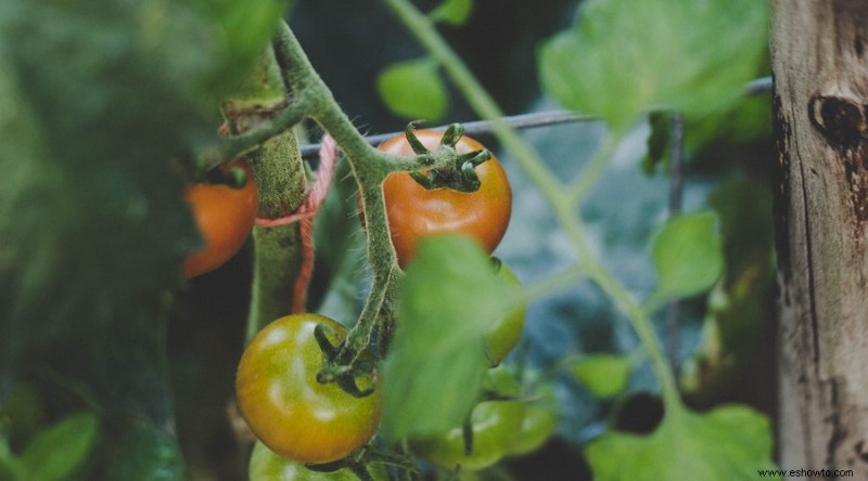 ¿Por qué los extremos de mis tomates se mantienen verdes?