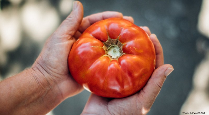 ¿Por qué los extremos de mis tomates se mantienen verdes?