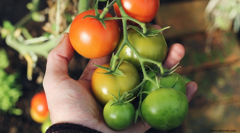 ¿Por qué los extremos de mis tomates se mantienen verdes?