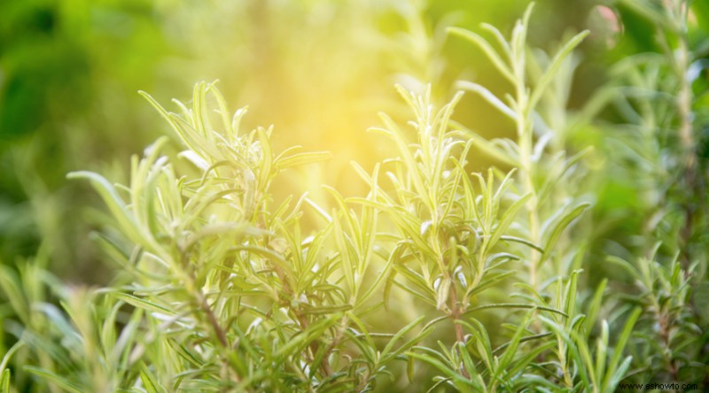 7 hierbas de jardín para plantar en primavera