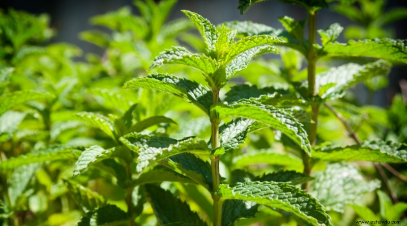 7 hierbas de jardín para plantar en primavera