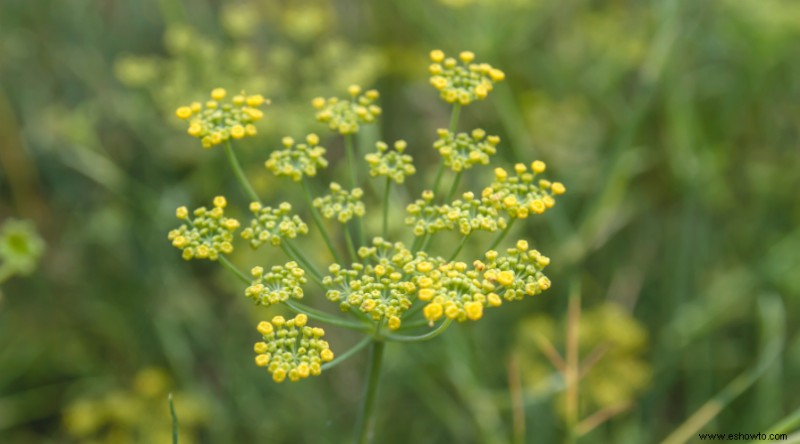 7 hierbas de jardín para plantar en primavera