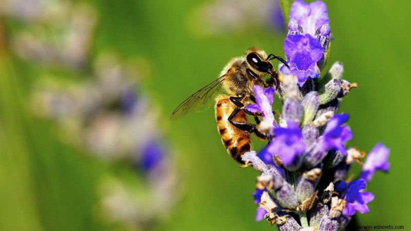 8 formas de utilizar la cáscara de plátano en su jardín