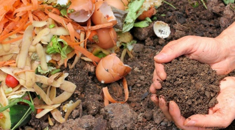 8 formas de utilizar la cáscara de plátano en su jardín