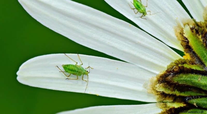 8 formas de utilizar la cáscara de plátano en su jardín