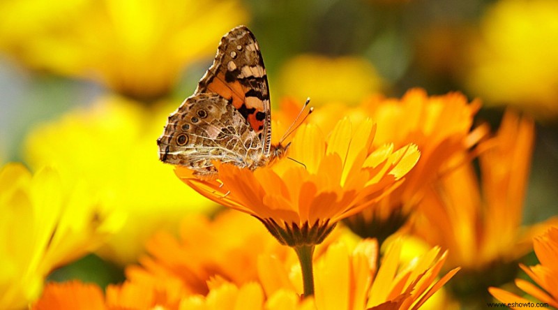 8 formas de utilizar la cáscara de plátano en su jardín