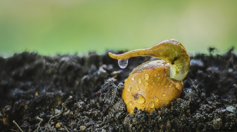 7 razones por las que el vinagre para las plantas es imprescindible