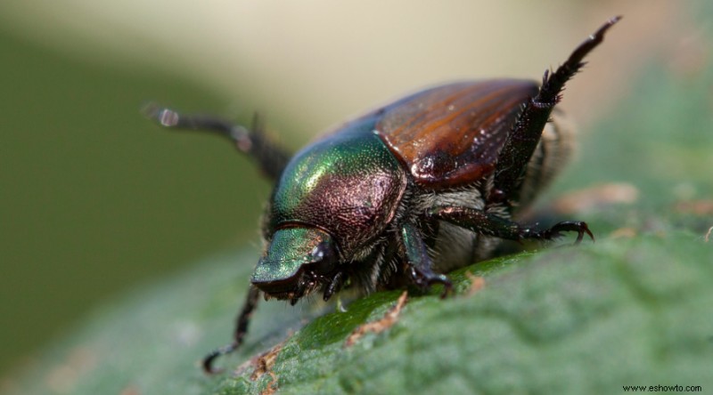 10 razones para usar tierra de diatomeas en el jardín