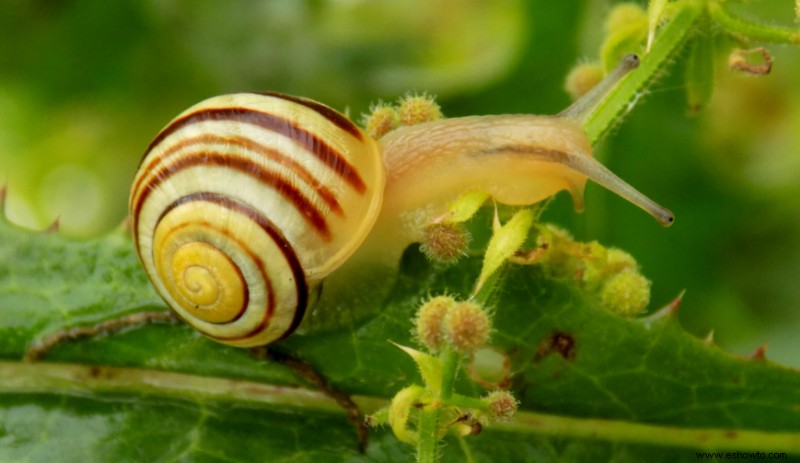 10 razones para usar tierra de diatomeas en el jardín