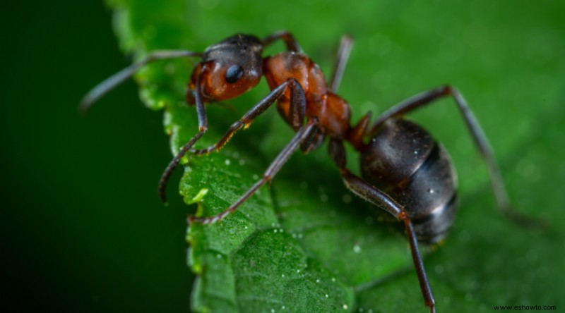 10 razones para usar tierra de diatomeas en el jardín