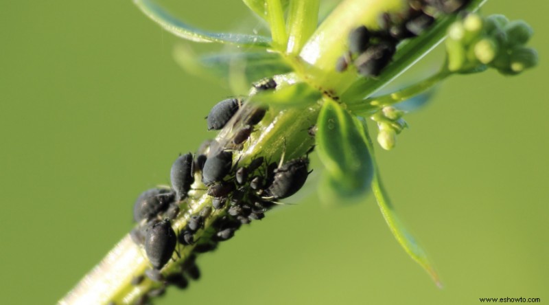 10 razones para usar tierra de diatomeas en el jardín