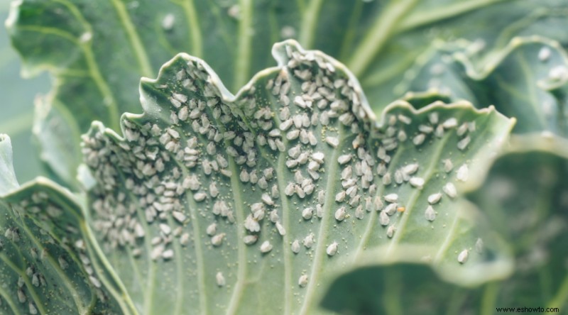10 razones para usar tierra de diatomeas en el jardín