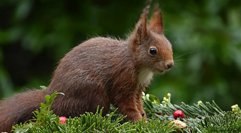 10 razones para usar tierra de diatomeas en el jardín