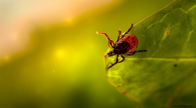 10 razones para usar tierra de diatomeas en el jardín