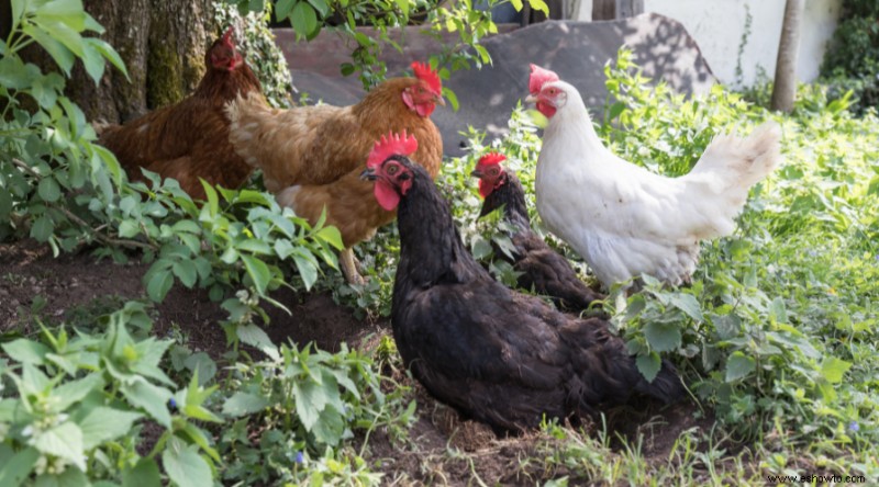 10 razones para usar tierra de diatomeas en el jardín