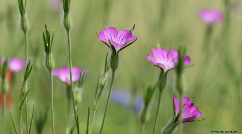 14 anuales más coloridas para la primavera