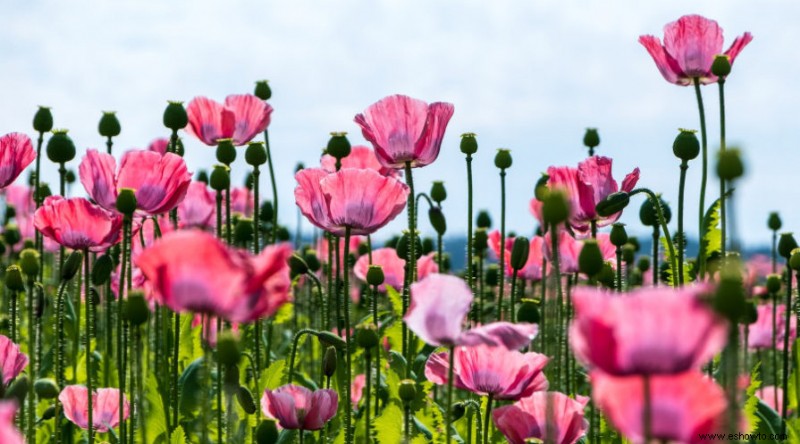 14 anuales más coloridas para la primavera