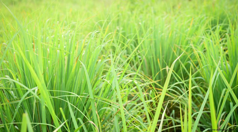 Plantas que repelen avispas