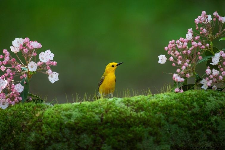 7 plantas que prosperan a plena sombra