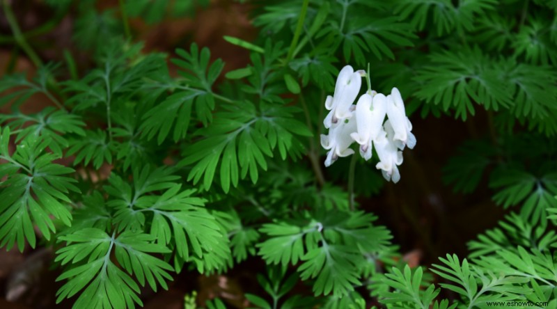 7 plantas que prosperan a plena sombra