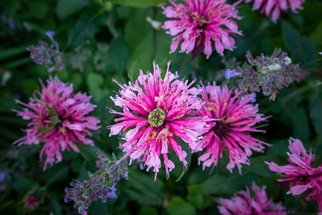 10 plantas que atraen colibríes a su jardín