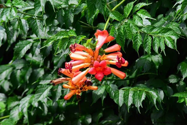 10 plantas que atraen colibríes a su jardín