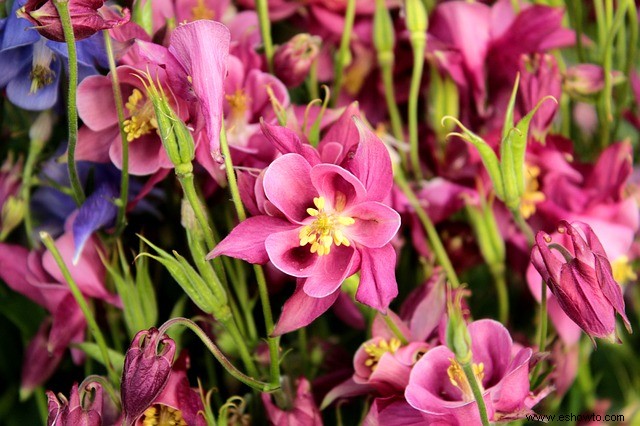 10 plantas que atraen colibríes a su jardín