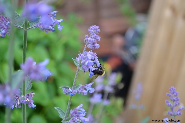 10 plantas que atraen colibríes a su jardín