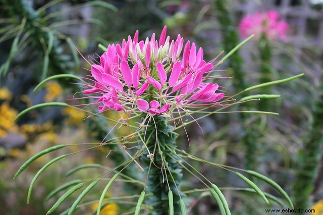 10 plantas que atraen colibríes a su jardín