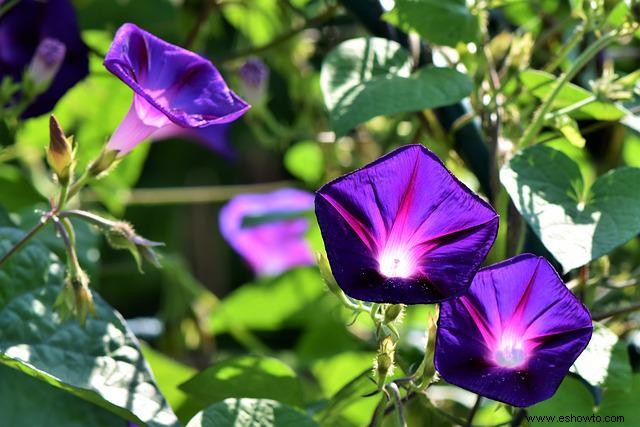 10 plantas que atraen colibríes a su jardín